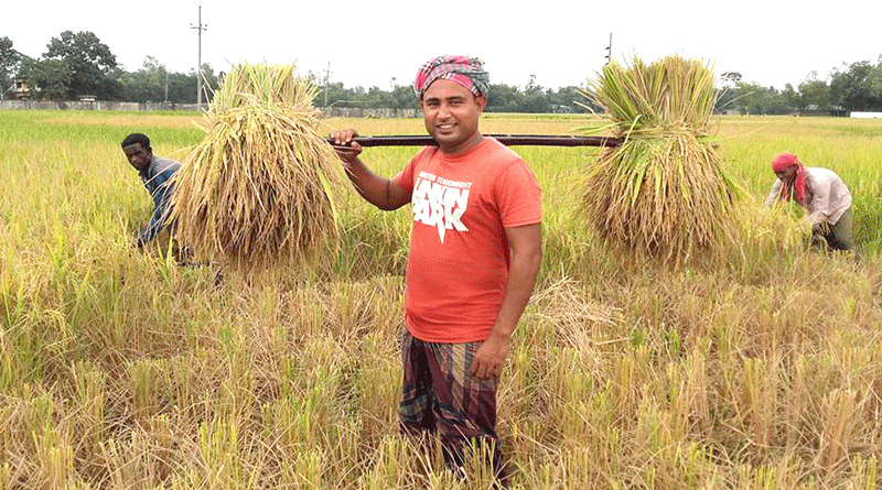 আমনের ব্যাপক ক্ষতির পরেও আশায় বুক বেধেছেন শ্রীমঙ্গলের কৃষকেরা | পাতাকুঁডির  দেশ